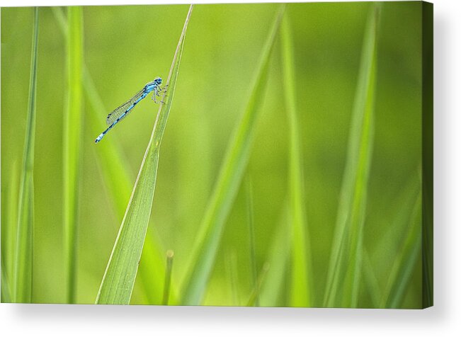 Damselfly Acrylic Print featuring the photograph Northern Bluet damselfly - Madison - Wisconsin by Steven Ralser