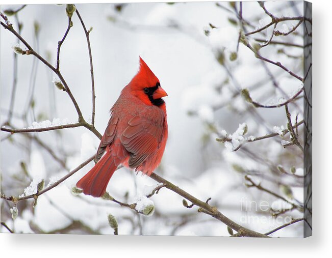 Male Acrylic Print featuring the photograph Northern Cardinal - D001540 by Daniel Dempster