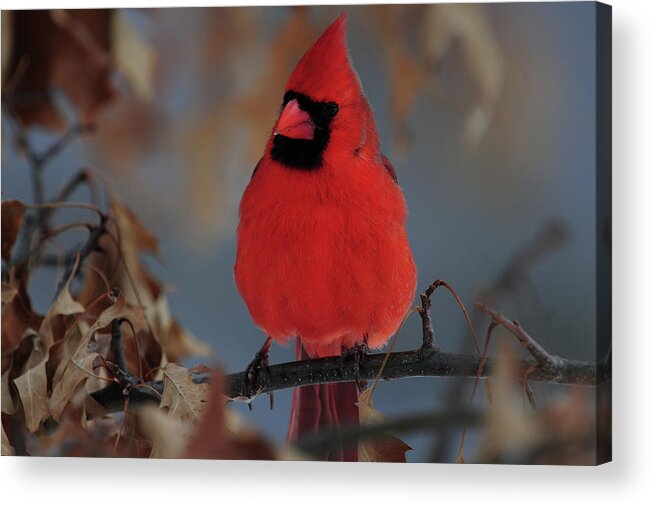 Northern Acrylic Print featuring the photograph Northern Cardinal by Mike Martin