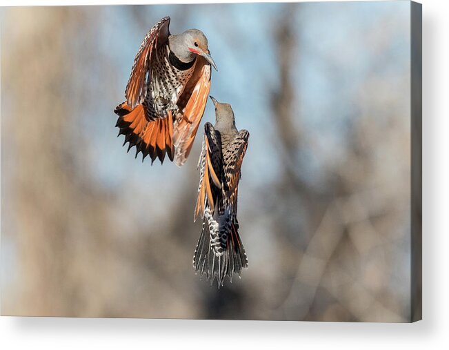 Woodpecker Acrylic Print featuring the photograph Northern Flicker Fight by Tony Hake