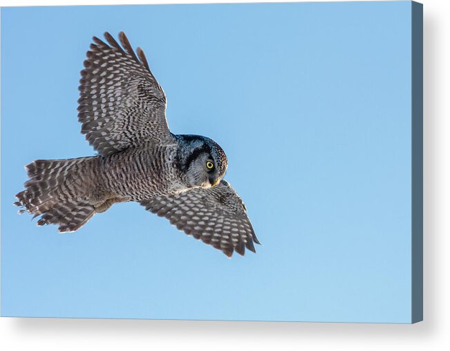 Animal Acrylic Print featuring the photograph Northern Hawk Owl hunting by Mircea Costina Photography
