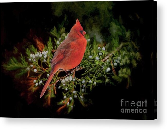 Bird Acrylic Print featuring the photograph Northern Scarlet Cardinal on White Berries by Janette Boyd