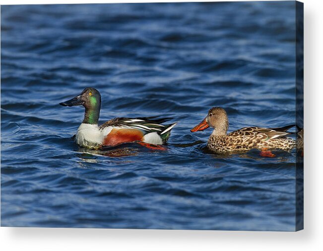 Mark Miller Photos Acrylic Print featuring the photograph Northern Shovelers by Mark Miller