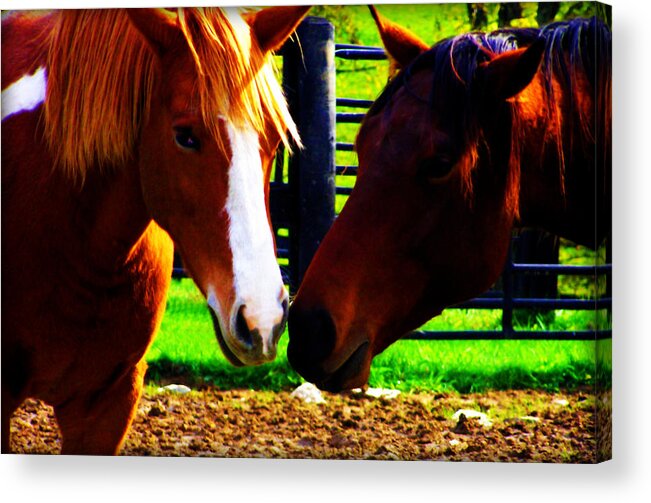 Horse Acrylic Print featuring the photograph Nose to Nose by Susie Weaver