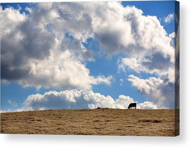 Big Sky Acrylic Print featuring the photograph Not a Cow in the Sky by Peter Tellone