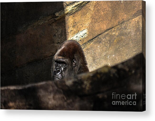 Primate Acrylic Print featuring the photograph Not Today by Gary Keesler