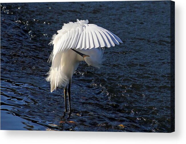 Snowy Egret Acrylic Print featuring the photograph Not Under Here - Birds - Snowy Egret by HH Photography of Florida