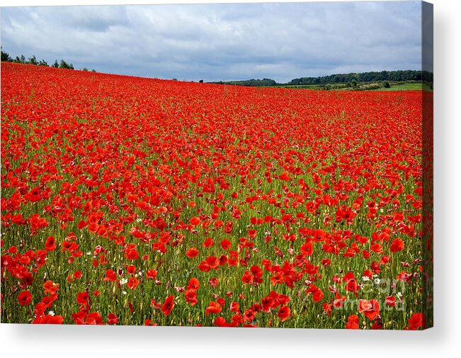 Landscape Acrylic Print featuring the photograph Nottinghamshire Poppy Field by David Birchall