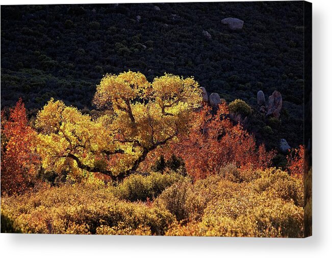 Fall Acrylic Print featuring the photograph November in Arizona by Ron Chilston