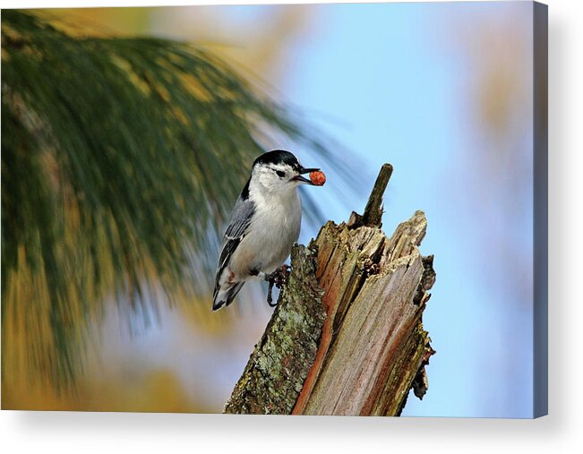 White Breasted Nuthatch Acrylic Print featuring the photograph Nutty Nuthatch by Debbie Oppermann