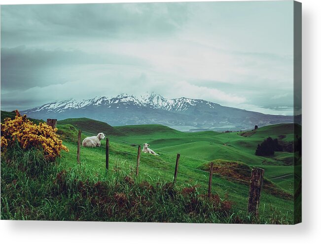 Fence Post Acrylic Print featuring the photograph NZ Dreaming by Nisah Cheatham