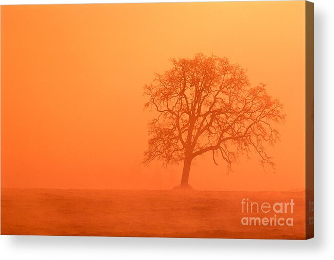 Bare Acrylic Print featuring the photograph Oak At Sunrise by Greg Vaughn - Printscapes