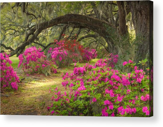 Magnolia Plantation And Gardens Acrylic Print featuring the photograph Oak Lane, II by Kim Carpentier