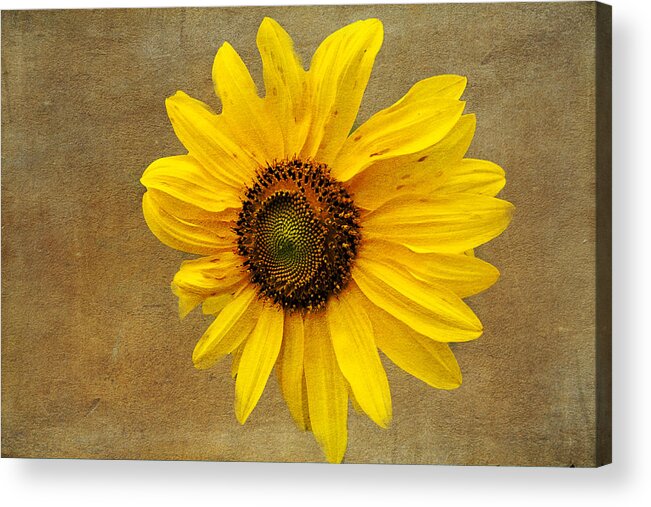 Cone Flowers Acrylic Print featuring the photograph Oak Street Sunflower by Tom Singleton