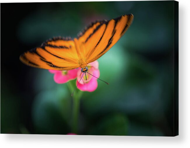 Butterfly Acrylic Print featuring the photograph Oak Tiger Butterfly- 2 by Calazone's Flics