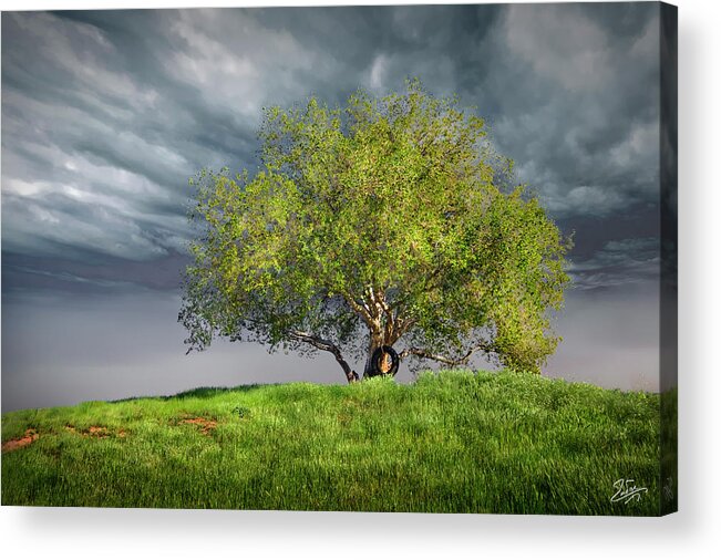 Oak Tree Acrylic Print featuring the photograph Oak Tree With Tire Swing by Endre Balogh