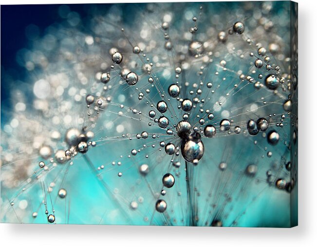 Dandelion Acrylic Print featuring the photograph Ocean Blue and White Dandy Drops by Sharon Johnstone