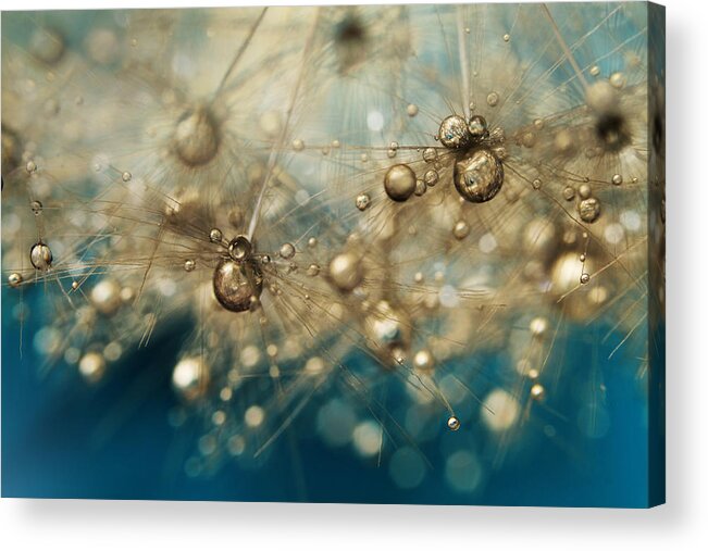Dandelion Acrylic Print featuring the photograph Ocean Deep Dandy Drops by Sharon Johnstone