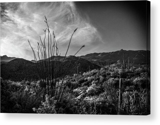 Ocotillo Acrylic Print featuring the photograph Ocotillo at Sunrise by Sandra Selle Rodriguez