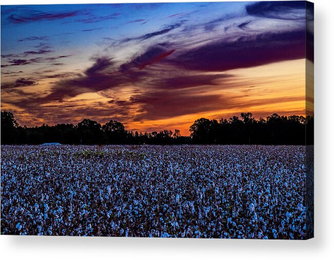 October Cotton Prints October Cotton Matted Prints Acrylic Print featuring the photograph October Cotton by John Harding
