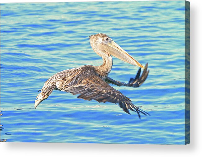 Pelican Acrylic Print featuring the photograph Odd Flight by Shoal Hollingsworth
