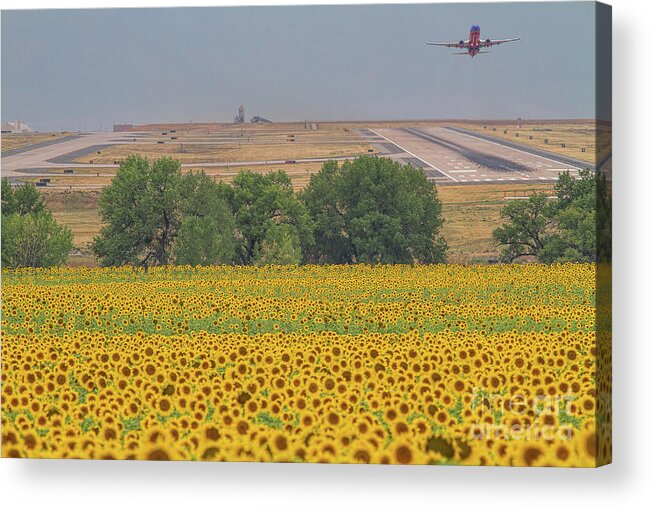 Sunflower Fields Acrylic Print featuring the photograph O'er Fields of Gold by Jim Garrison