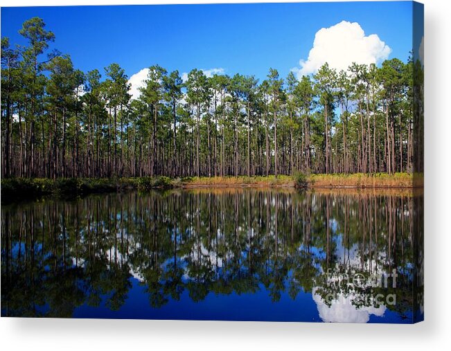 Okefenokee Swamp Acrylic Print featuring the photograph Okefenokee Reflections by Southern Photo