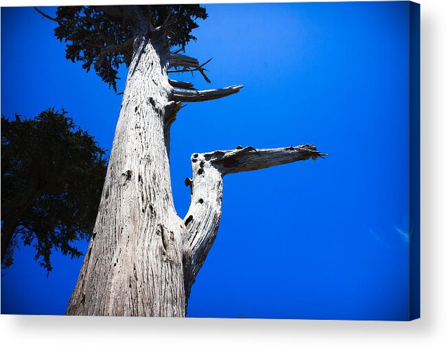 Hangin Acrylic Print featuring the photograph Old Cedar Tree by Dina Calvarese