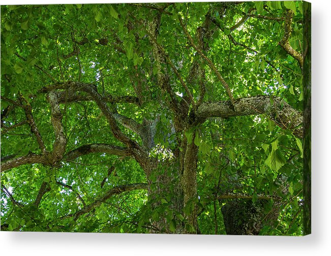Linden Tree Acrylic Print featuring the photograph Old linden tree. by Ulrich Burkhalter