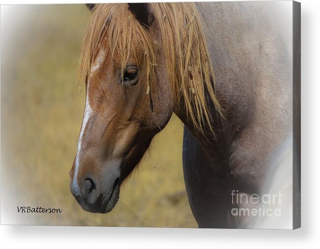 Horses Acrylic Print featuring the photograph Old Warrior by Veronica Batterson