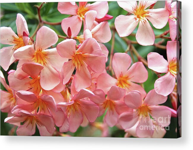 Oleander Acrylic Print featuring the photograph Oleander Dr. Ragioneri 5 by Wilhelm Hufnagl