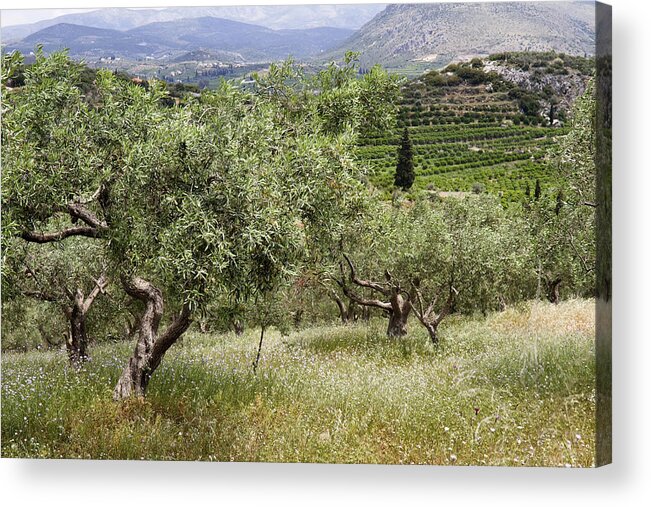 Olive Acrylic Print featuring the photograph Olives by Shirley Mitchell