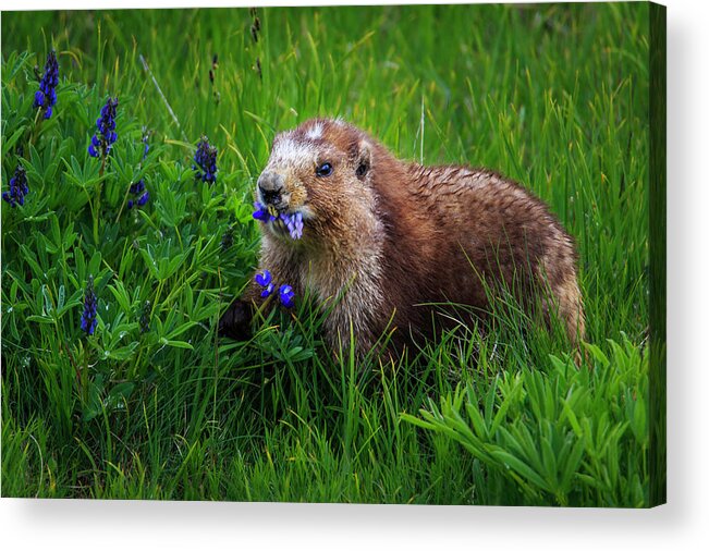 Olympic National Forest Acrylic Print featuring the photograph Olympic Marmot by Briand Sanderson