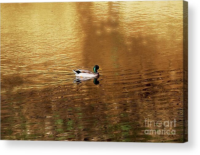 Mallard Duck Acrylic Print featuring the photograph On Golden Pond by Yumi Johnson