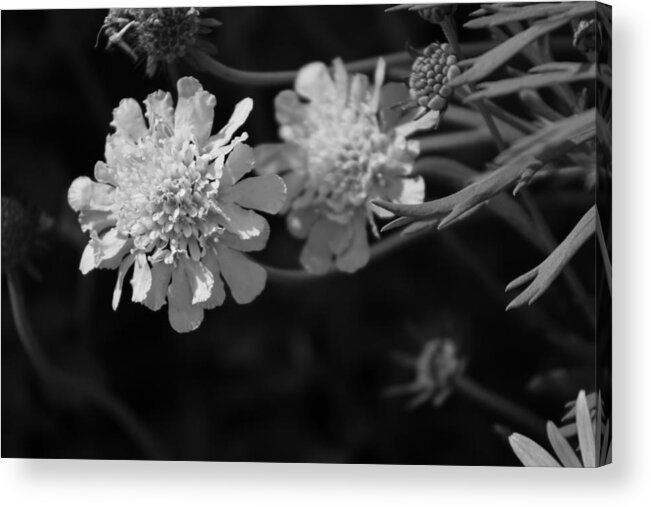 Pincushion Flowers Acrylic Print featuring the photograph On Pins and Needles a Black and White Photograph of Pincushion Flowers by Colleen Cornelius