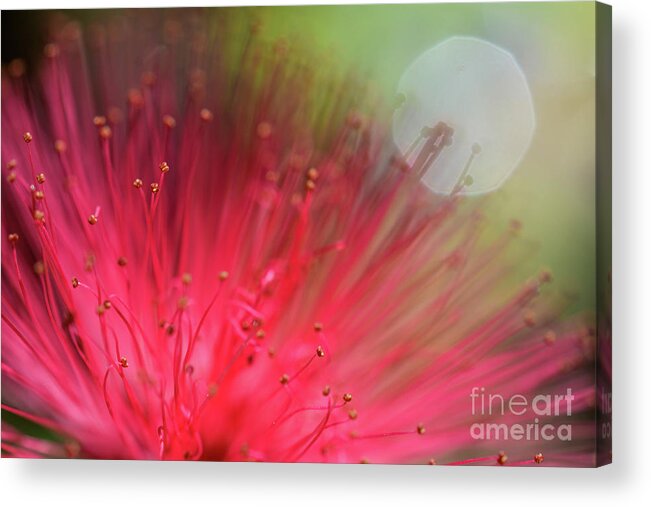 Powderpuff Acrylic Print featuring the photograph On Planet Powder Puff by Lisa Kilby