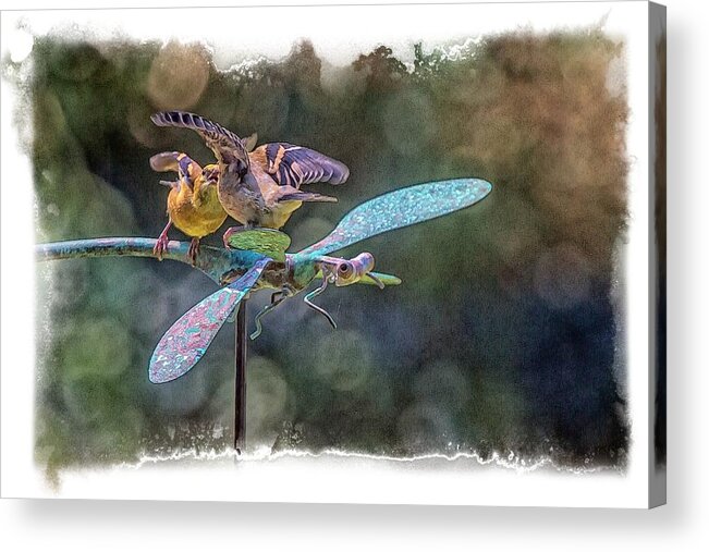 Feeder Acrylic Print featuring the photograph On The Back Of A Dragonfly by Constantine Gregory
