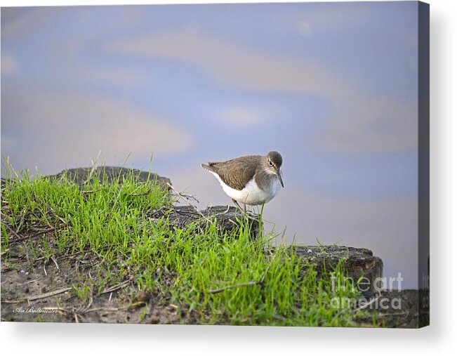  Rostratula Benghalensis Acrylic Print featuring the photograph On the banks of the Yarkon by Arik Baltinester