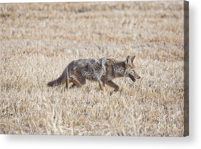 Coyote Acrylic Print featuring the photograph On the Hunt by Douglas Kikendall
