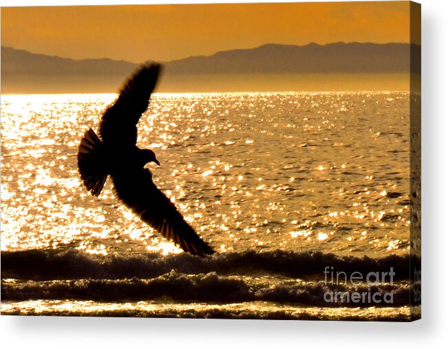 Bird Acrylic Print featuring the photograph On the Move by Mark Madere