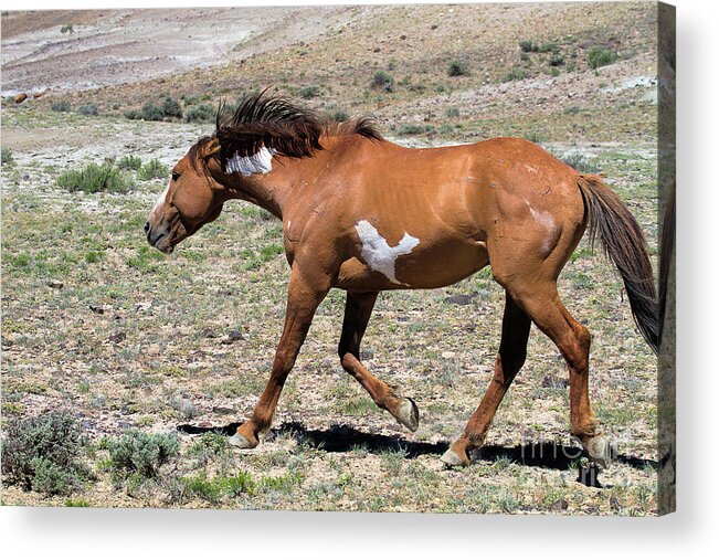 Wild Stallions Acrylic Print featuring the photograph On the Prod by Jim Garrison