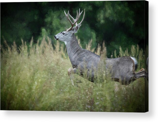 Buck Acrylic Print featuring the photograph On the Run by Belinda Greb