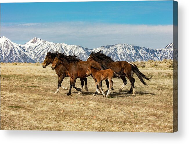  Acrylic Print featuring the photograph On the run by John T Humphrey