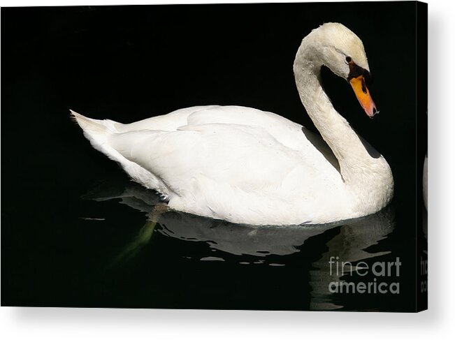 Swan Acrylic Print featuring the photograph Once Upon Reflection by Linda Shafer