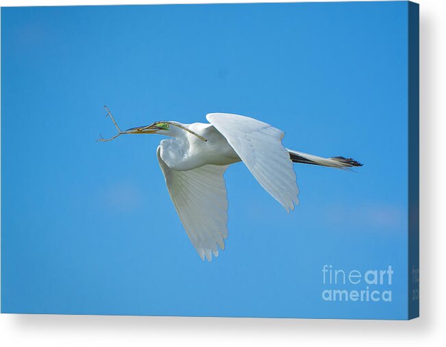 Great Acrylic Print featuring the photograph One By One by Quinn Sedam