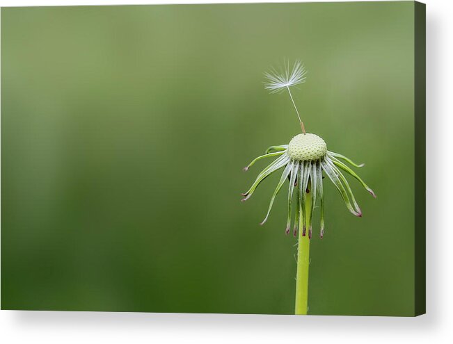 Abstract Acrylic Print featuring the photograph One dandy by Bess Hamiti