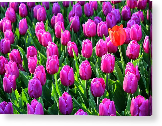 Flower Acrylic Print featuring the photograph One In A Bunch by Deborah Crew-Johnson