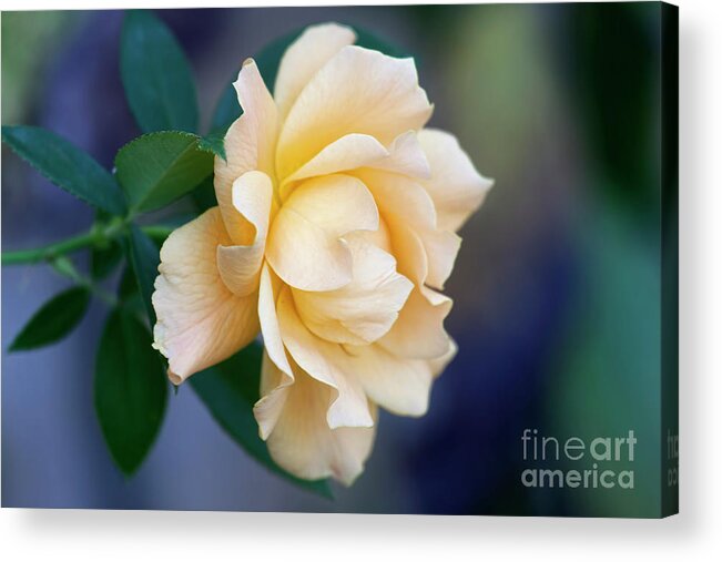 Rose Acrylic Print featuring the photograph One Last Rose by Joan Bertucci