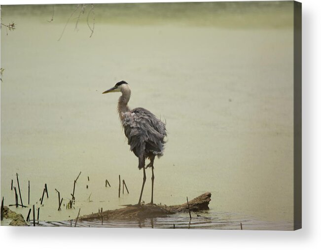Great Blue Heron Acrylic Print featuring the photograph One Log by Linda Kerkau