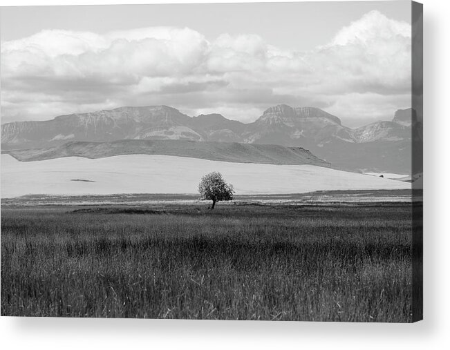 Montana Acrylic Print featuring the photograph One Lone Tree Montana Black and White by John McGraw